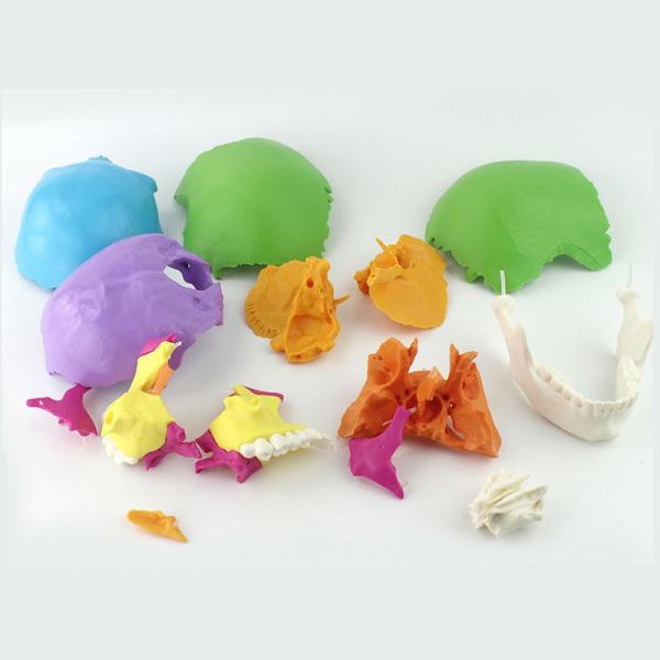 Adult Osteopathic Cranial Anatomical Skeleton Model Disarticulated Human Skull 22 Part
