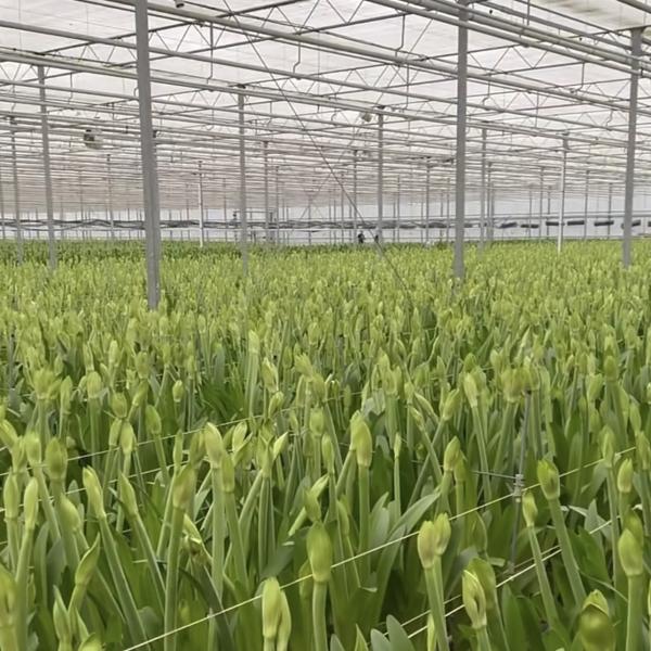 High Light Transmission Glass Greenhouse for Vegetables Return refunds Up to 30 days