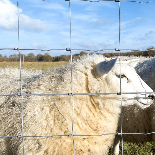 China Anping alambre galvanizado a prueba de óxido malla de reproducción de la cerca de malla de ganado y ovejas cerca de la granja de ovejas galvanizado cerca