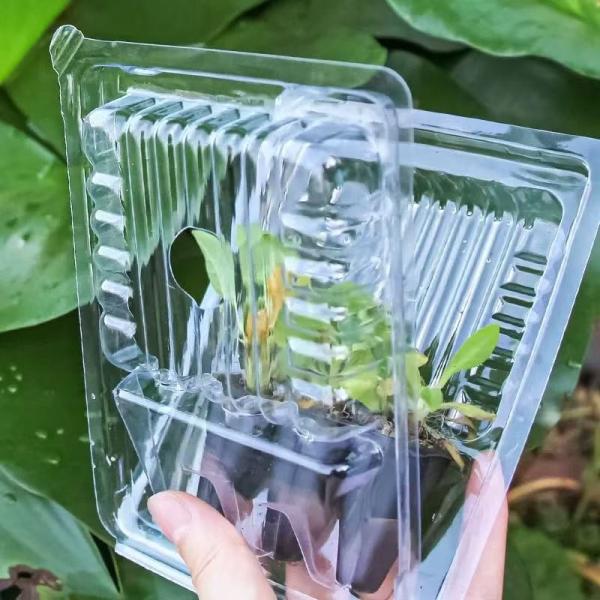 Plant Packing Box Plastic Live Plant Shipping Blister Box Clamshell Packaging For Plants