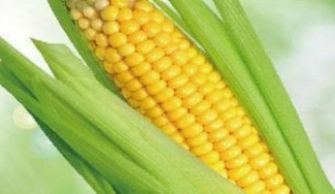 High Temperature 100MM Ceramic Membrane Acid Resistant 1500mm Ceramic Ultrafiltration