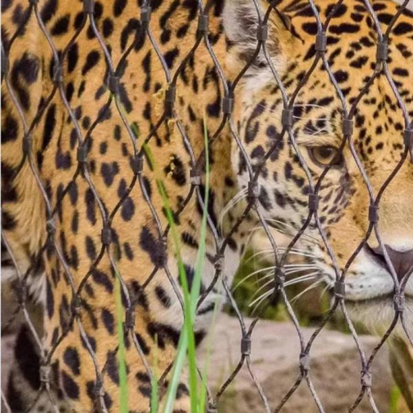 Réseau de sécurité en treillis métalliques pour animaux de zoo à grande capacité en diamètre de câble de 1,2 mm à 4,0 mm