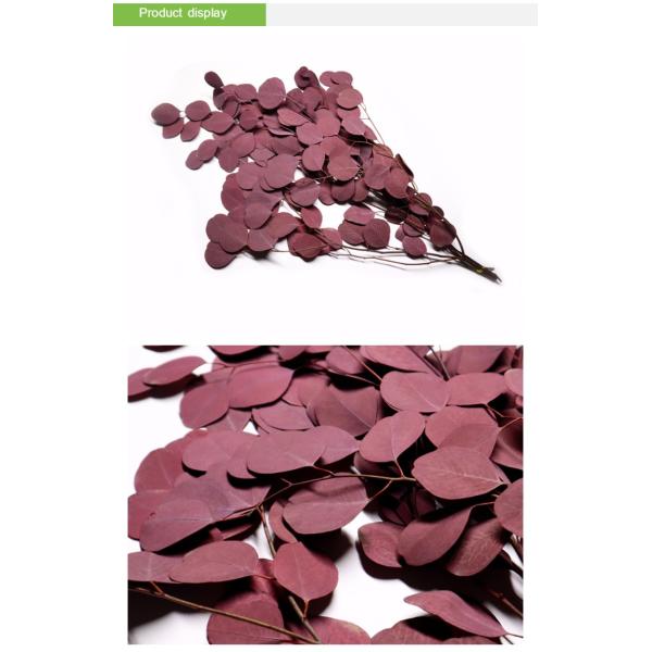 Decor Wedding Ornament Preserved Foliage With Round Leaves Green Plants