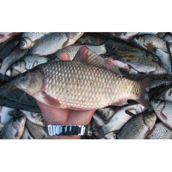 White Powered Fish Flavor Livestock Feed Additives For Enhanced Aquaculture Profits