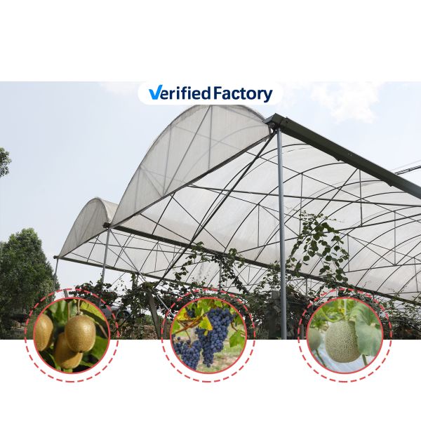 Economical Multispan Rain Shelter Greenhouse with Hot Galvanized Steel Frame for Plants Cultivation
