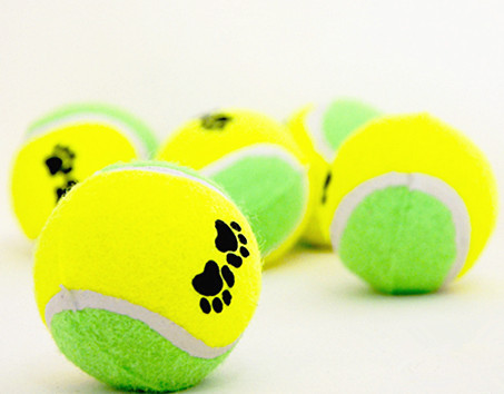 mini dog playing tennis balls