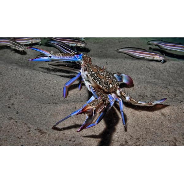 Matière première de polymère naturel de chitosane d'agriculture de 80 mailles