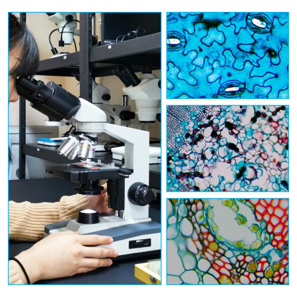 Halogen Light Student 1000x WF10X Biological Compound Microscope