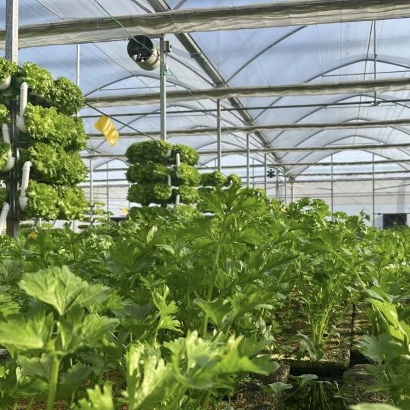 Vegetable Production Po Film Greenhouse with Shading System and 30 Days Return refunds
