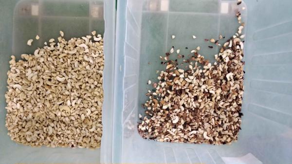 Wenyao Automatic Cashew Nut Color Sorter Multifunction Nuts Color Sorting Machine