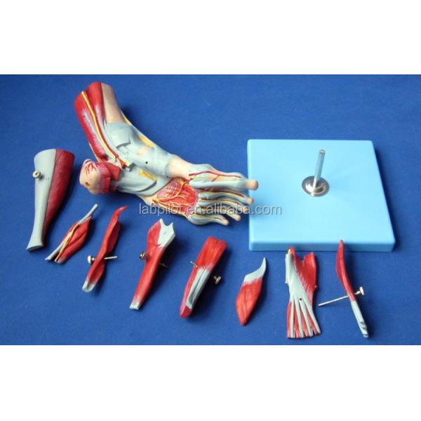 Medical Science Accurate 3D Anatomical Human Foot Model for Training and Demonstration