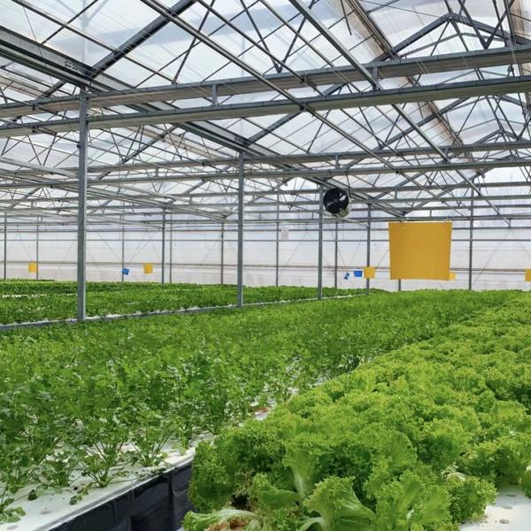 Живой сад со стеклянной теплицей Доступная стоимость доставки и теплица