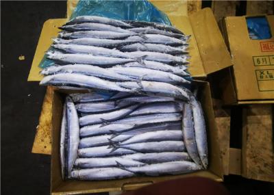 Elevação - sauro pacífico congelado proteína