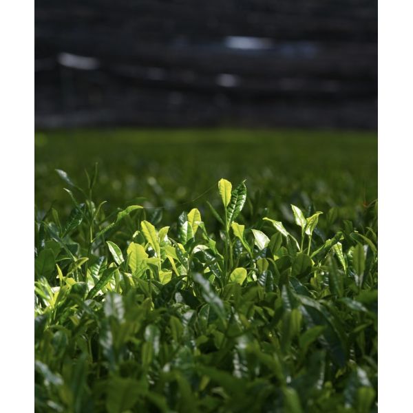 Organic Ceremonial Grade Tencha Matcha Raw Material with Vibrant Green Color for Matcha Processing
