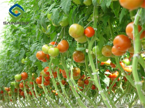 Large Size Tomato Plant Greenhouse Galvanized Steel Skeleton Materials