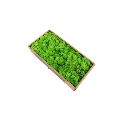 Todas as cores preservaram o tempo natural de Moss Balls With Long Preserving