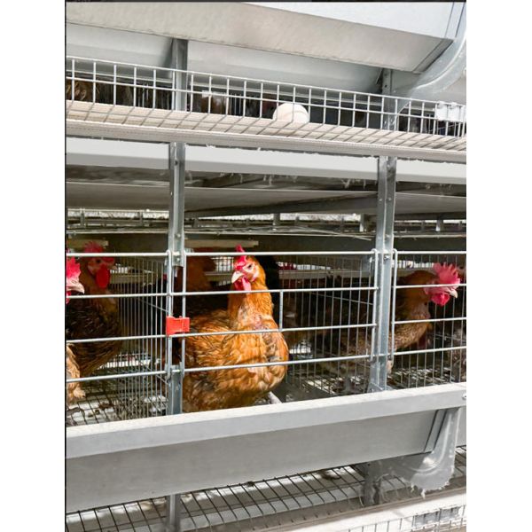 Aluminum Magnesium Zinc Coated Frame Poultry Cage Equipment Retractable Seeder Homogenizer Integrated