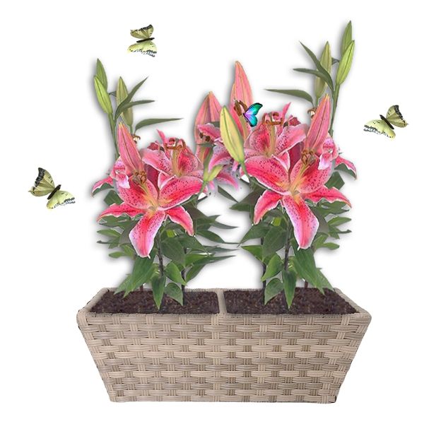 Factory Hot Sale Metal Frame Set of 3 Plastic Pots Home Garden Planter Stand