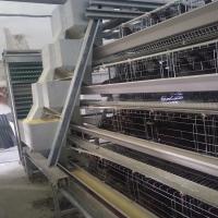 3-8 les poules de rangées élèvent le système et le buveur automatiques SONCAP d'alimentation de la volaille