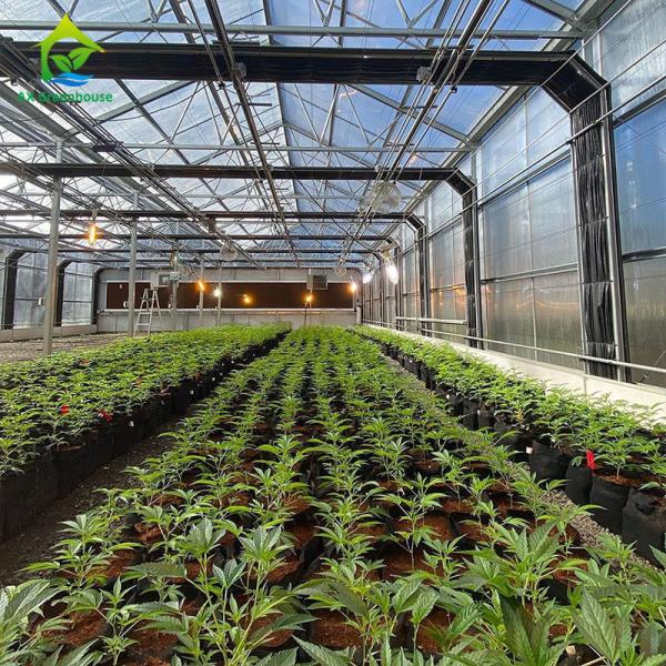 Mushroom Growing Blackout Light Deprivation Greenhouse Agricultural Green House