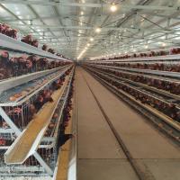 Élevage de volailles batterie couche d'oeuf Poulets cages automatiques de type A type H Poulets élevage de poulets cage