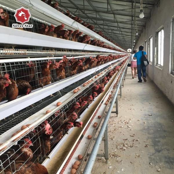 A Type Layer Chicken Battery Cage In Poultry Farm 3 Tiers 4 Tiers