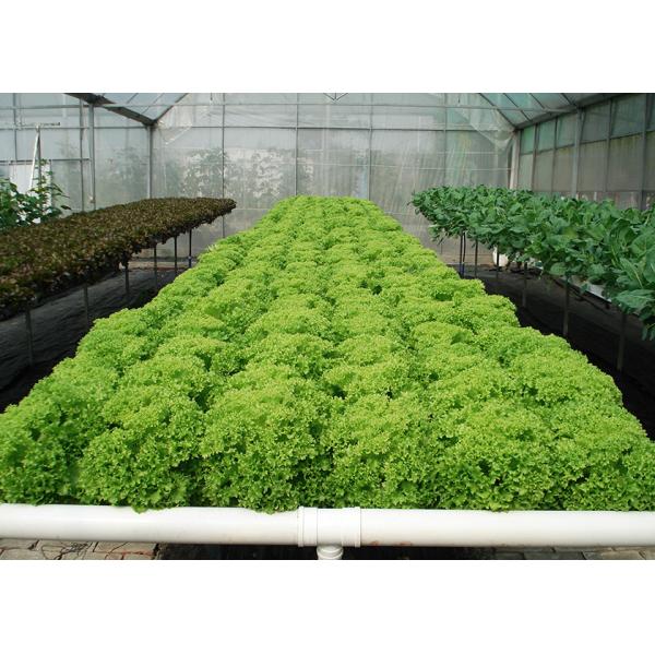 UV Enhanced Nutrient Film Technique For Leafy Greens Prevent Plant Diseases