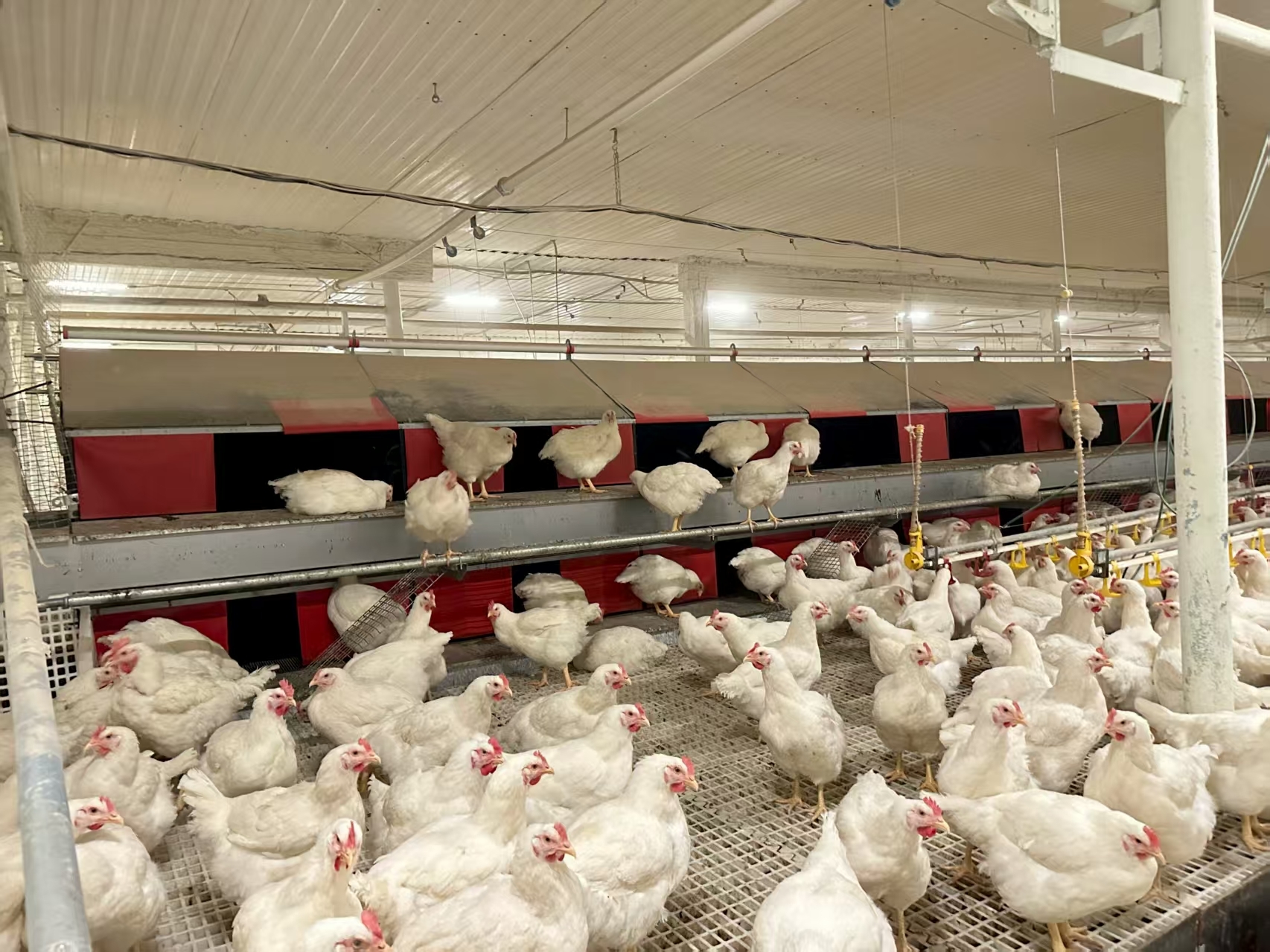 Poultry Automatic Egg Nesting Box Anti Rust High Hen Laying Rate For Chicken Farms