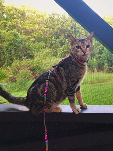 Cat Harness com grupo da trela - correia macia ajustável com projeto da forma