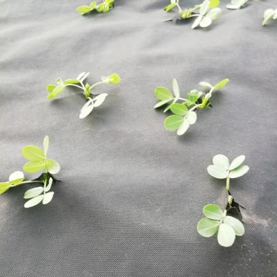 Anti Grass Spunbonded 120gsm Weed Barrier Fabric