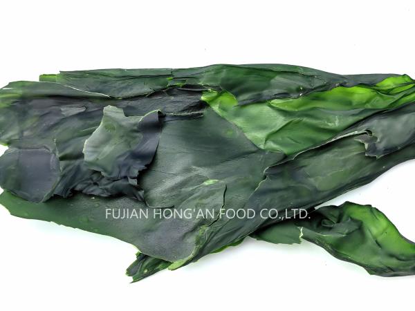 Germes de algas verdes sabor umami rico Kombu japonês seco Laminaria Japonica Certificado HACCP