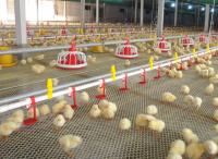 Construcción de acero agrícola barata Prefabricado Pollo Pollo Broiler Capa Jaula Casa de tierra Granja de cerdos Granja de vacas Granero Equipo completo Servicio de parada única
