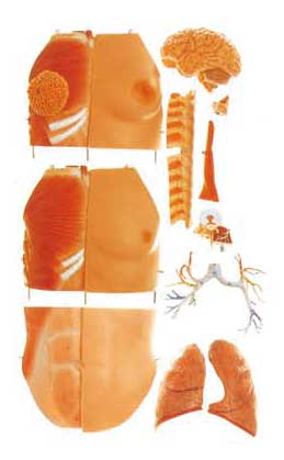 32 parts dual sex torso Human Anatomy Model 85cm Internal orangs with open back