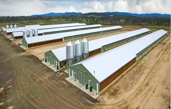 Custom Steel Poultry House with Automatic Feeding & Drinking Systems