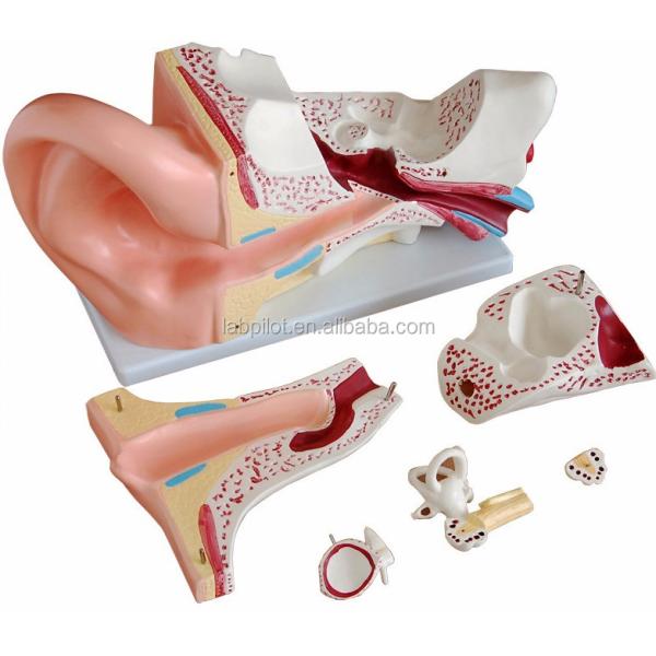 Human Life Size Ear Model Anatomical Demonstration of Ear Structure for Exhibitions