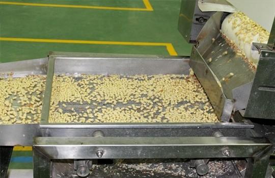 Big Roasted Peanuts In Shell , Roasted Seed Products HACCP Certification