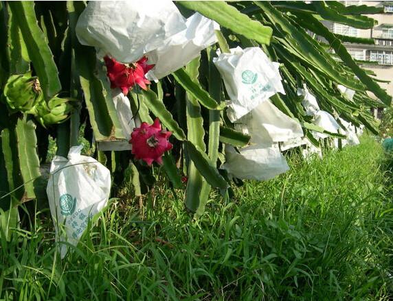 Dragon fruit protection paper bag factory price 12 years experience