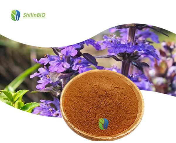 Ajuga Turkestanica Extract (turkesterone)