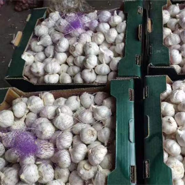Organic Quality Assurance Farm Grown Fresh Garlic Uniform Size 10kg Pure White Organic Garlic
