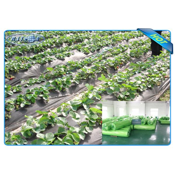 Tela não tecida biodegradável da paisagem de 100% PP Spunbond para a proteção de planta do jardim