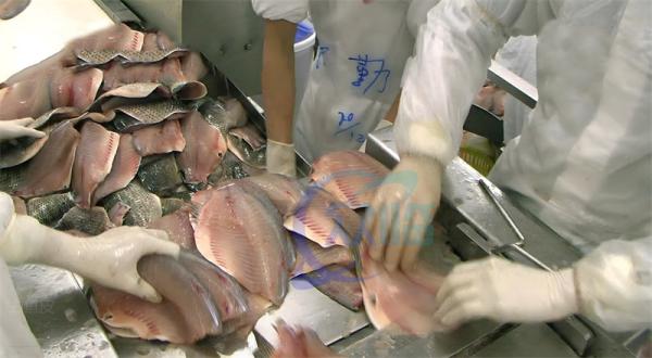 máquina de descascar sardinhas, tilapia, lula, bagre, máquina de descascar pele de peixe à venda a quente linha de processamento de peixe