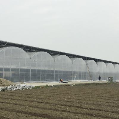 Os tomates pré-fabricados escavam um túnel a estufa plástica/estufa período do filme a multi