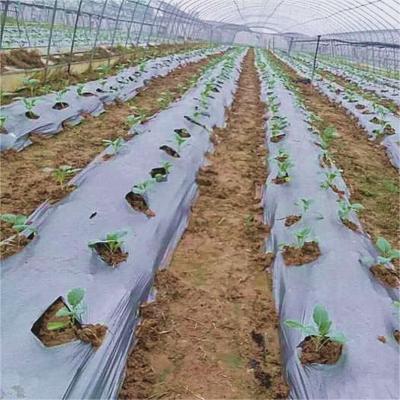 Agriculture  Mulch Film for Weed Restain Soil Temperature and Moisture Retention V6