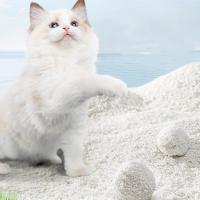 Pet Supplies Cassava Cat Litter Sand OEM ODM Export Factory Supplier Flushable Efficient Odor Control 