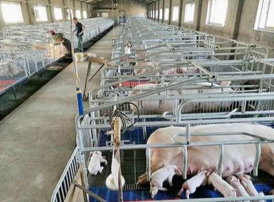 Efficiency and Sustainability in Piggery Farming Prefabricated Modular Building for Modernized Farm