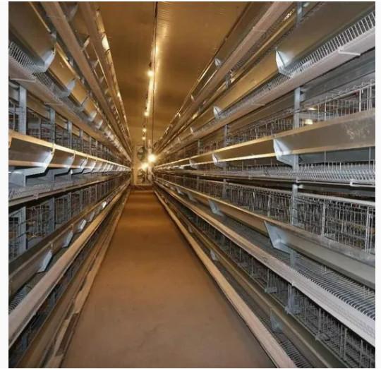 Economical And Practical Steel Structure Livestock Shed Henhouse Duck Shed