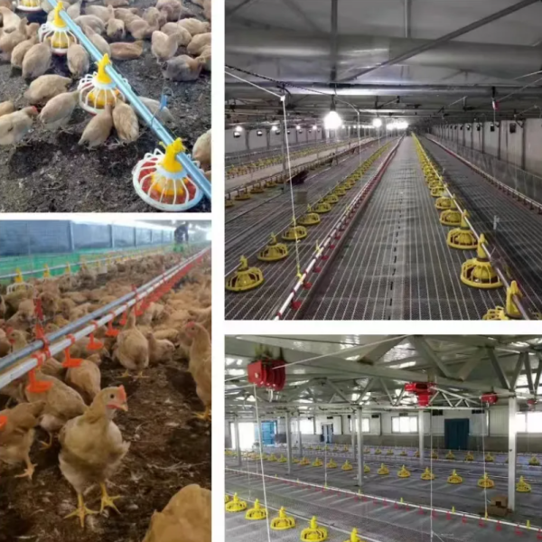 Hot-dip Galvanized Steel Chicken House with V-shaped Corrugated Plate Bottom and Pre-installed Plumbing System for Efficient Poultry Farming
