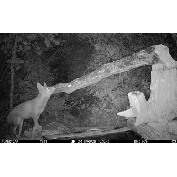 разрешение изображения скорости 16МП 1080П пуска камер 0.7с следа звероловства электронной почты 3Г беспроводное