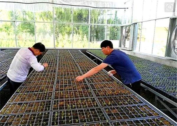 Anti Corrosion Greenhouse Rolling Benches Superior Quality Welded Mesh Materials