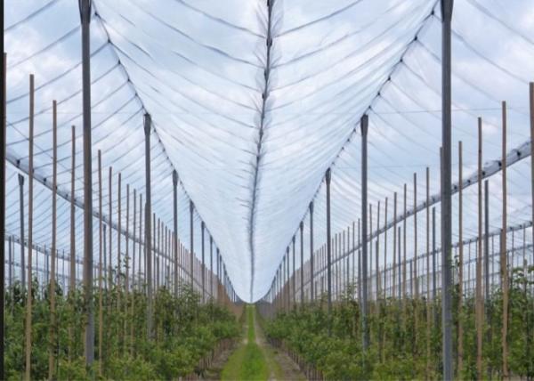 20 / 30 / 50 Mesh Insect Mesh Netting Lightweight Fruit Tree Cover